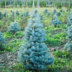 Picea pungens 'Edith'