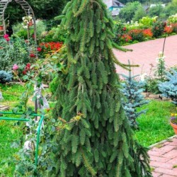 Picea abies 'Inversa'