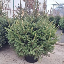 Picea abies