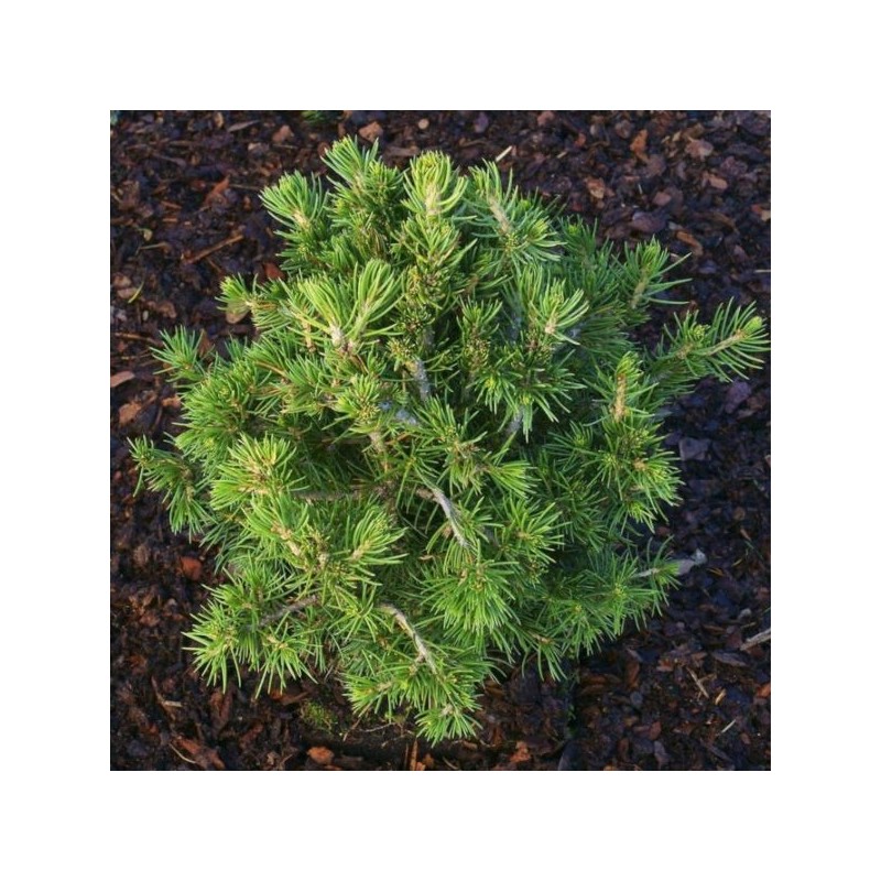 Picea abies 'Tompa'