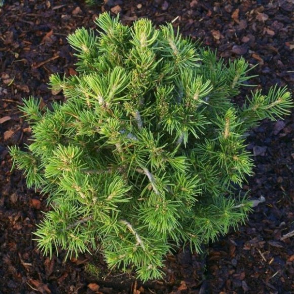 Picea abies 'Tompa'