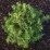 Picea abies 'Tompa'