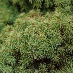 Picea abies 'Tompa'