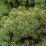 Picea abies 'Tompa'