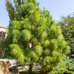 Pinus armandii