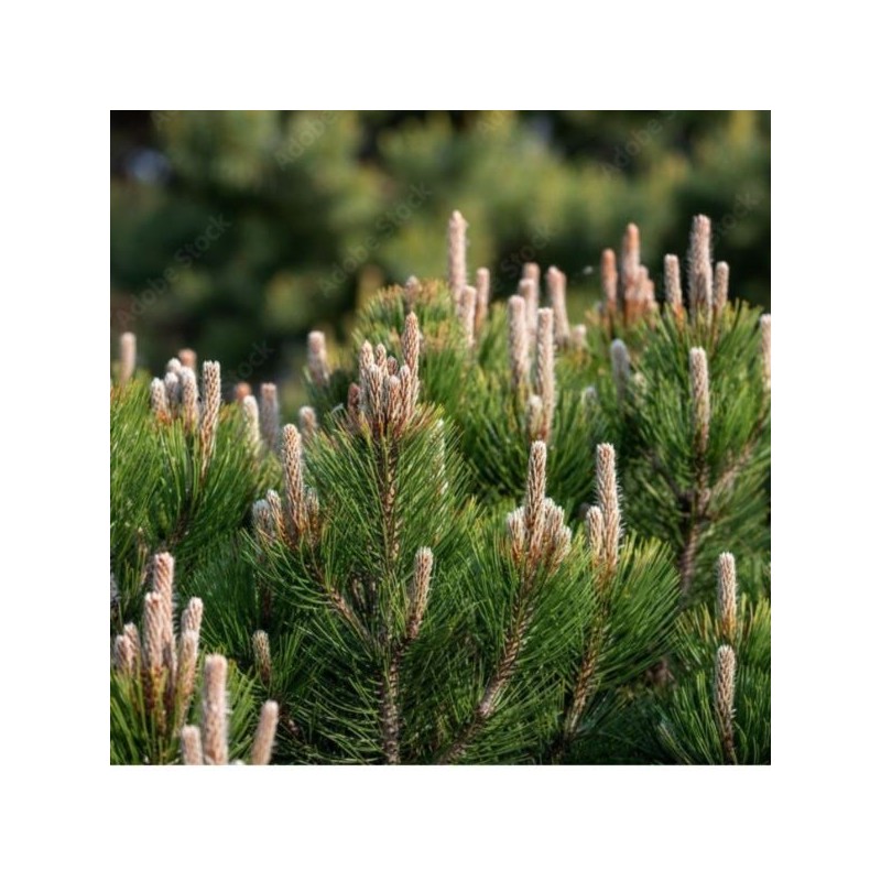 Pinus heldreichii