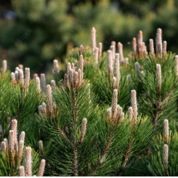 Pinus heldreichii