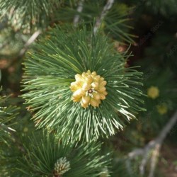 Pinus heldreichii