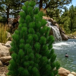 Pinus heldreichii 'Satellit'