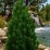 Pinus heldreichii 'Satellit'