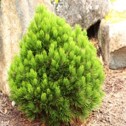 Pinus heldreichii 'Smidtii'