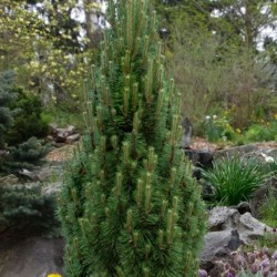 Pinus mugo 'Columbo'