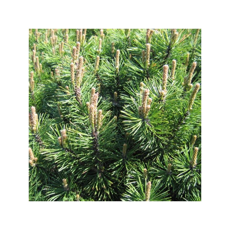 Pinus mugo 'Gnom'