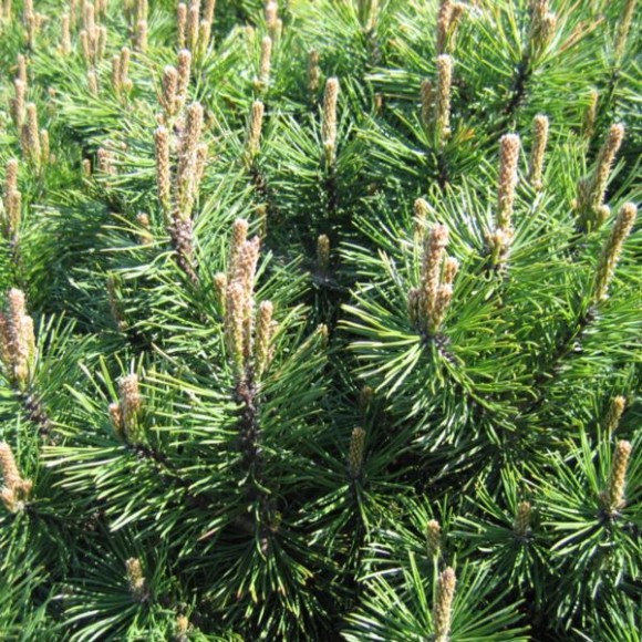 Pinus mugo 'Gnom'