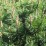Pinus mugo 'Gnom'