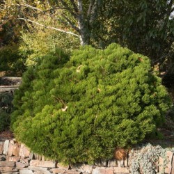 Pinus mugo 'Humpy'