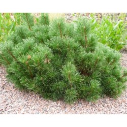 Pinus mugo 'Limerick'