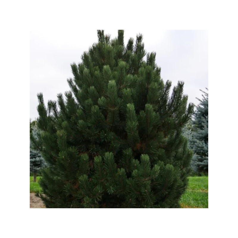 Pinus mugo subsp. uncinata