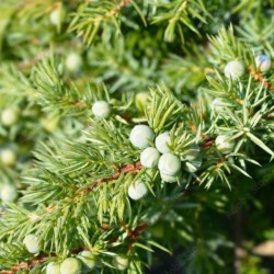 Juniperus conferta 'Schlager'