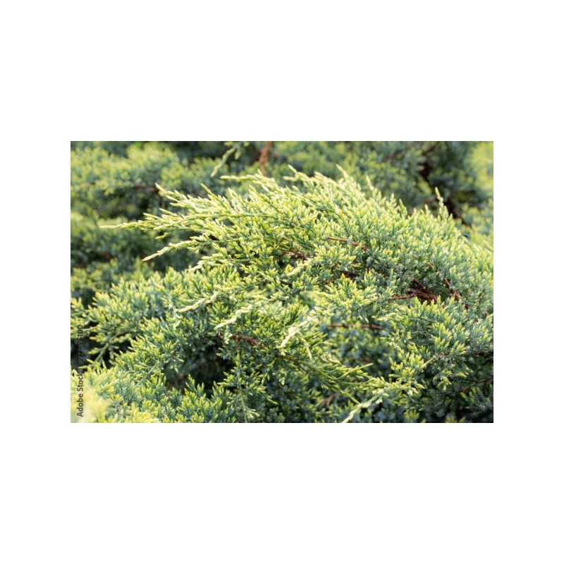 Juniperus horizontalis 'Golden Carpet'