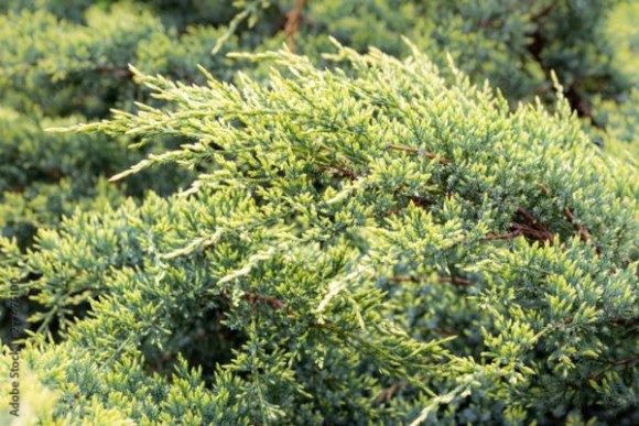 Juniperus horizontalis 'Golden Carpet'