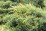 Juniperus horizontalis 'Golden Carpet'