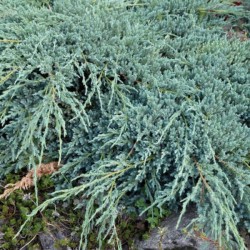 Juniperus sabina 'Glauca'