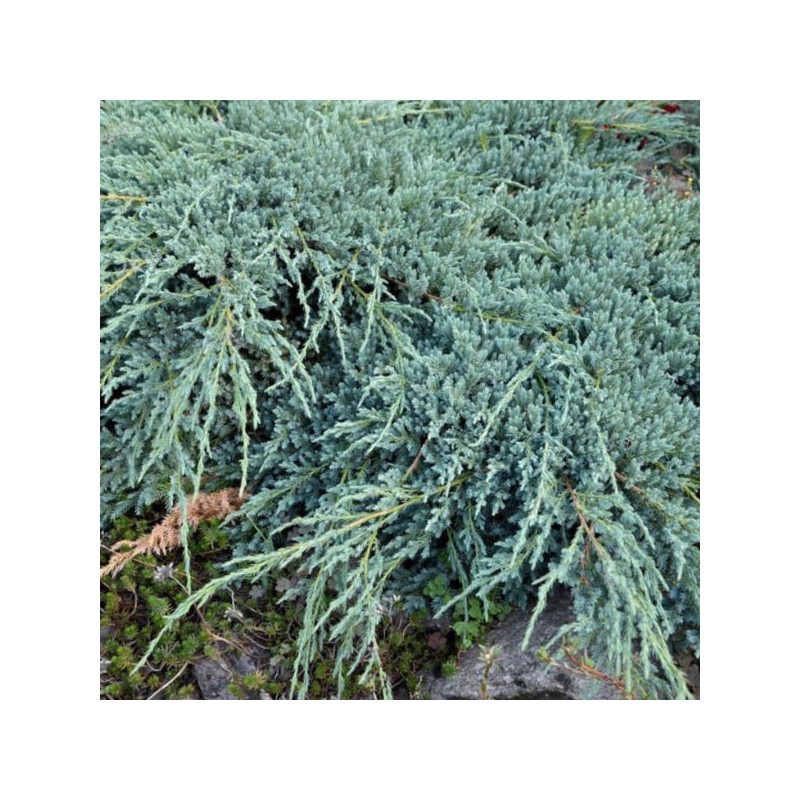 Juniperus sabina 'Glauca'