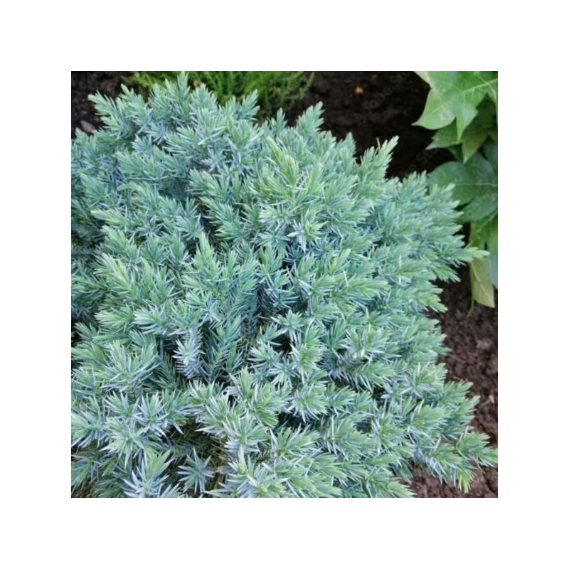 Juniperus squamata 'Blue Star'