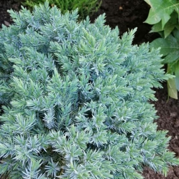 Juniperus squamata 'Blue Star'