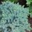 Juniperus squamata 'Blue Star'