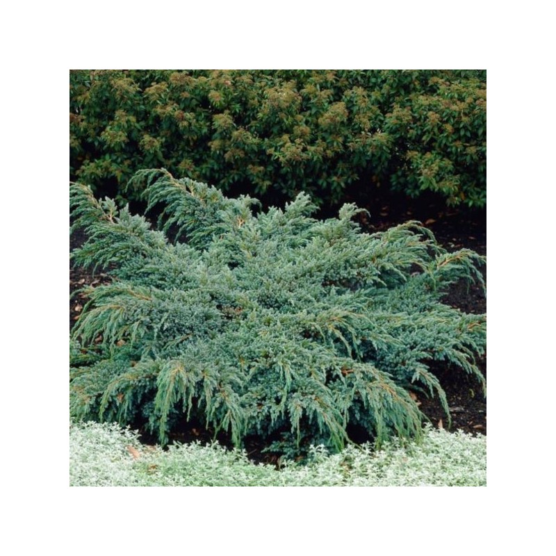 Juniperus squamata 'Holger'