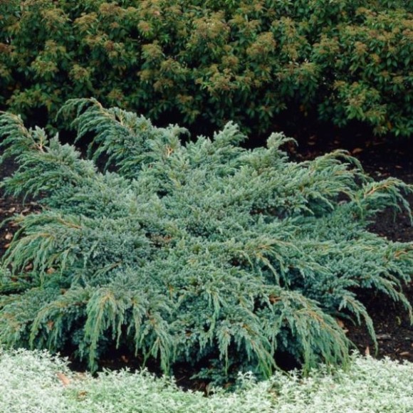 Juniperus squamata 'Holger'