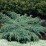 Juniperus squamata 'Holger'