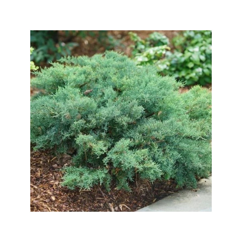 Juniperus davurica 'Leningrad'