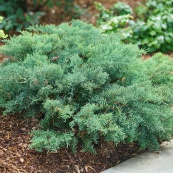 Juniperus davurica 'Leningrad'