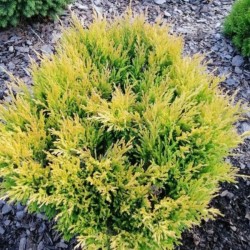 Juniperus horizontalis...