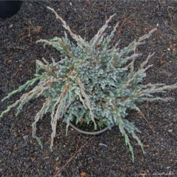 Juniperus squamata 'Blue...