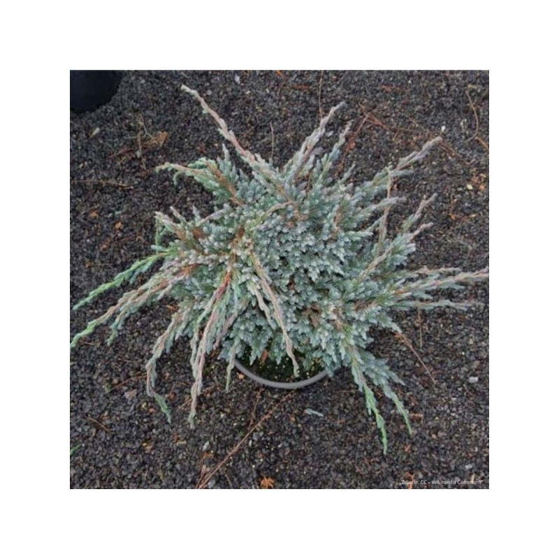 Juniperus squamata 'Blue Spider'