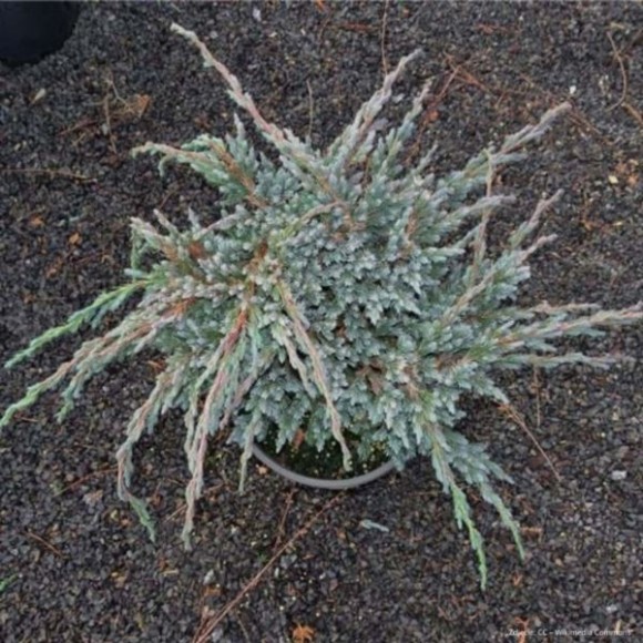 Juniperus squamata 'Blue Spider'