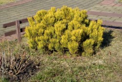 Pinus mugo 'Winter Gold'