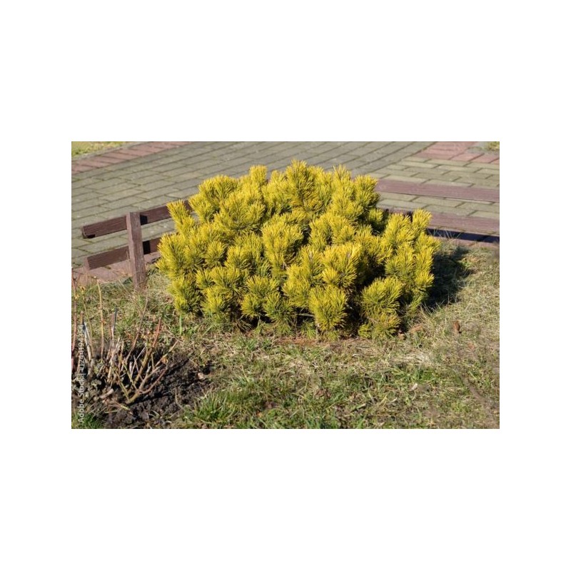 Pinus mugo 'Winter Gold'