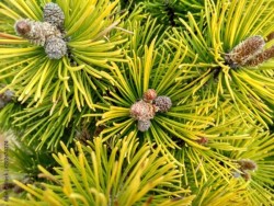 Pinus mugo 'Winter Gold'