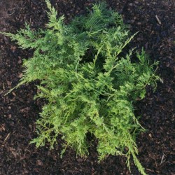 Juniperus virginiana...