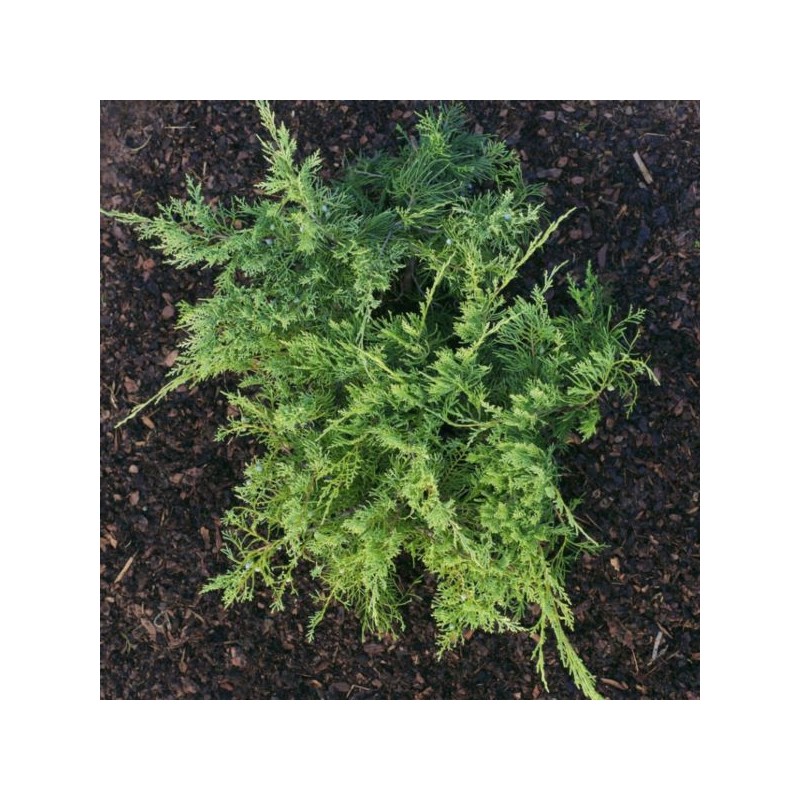 Juniperus virginiana 'Golden Spring'