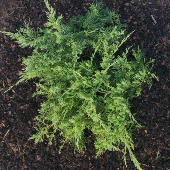 Juniperus virginiana 'Golden Spring'
