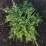 Juniperus virginiana 'Golden Spring'