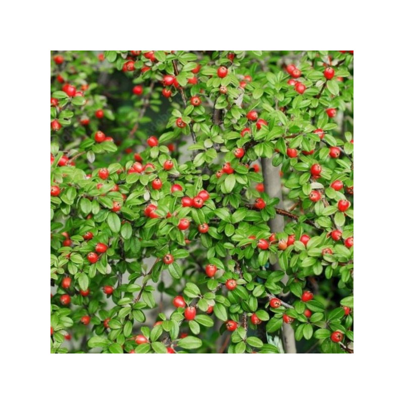 Cotoneaster ×suecicus 'Coral Beauty'