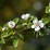 Cotoneaster ×suecicus 'Coral Beauty'