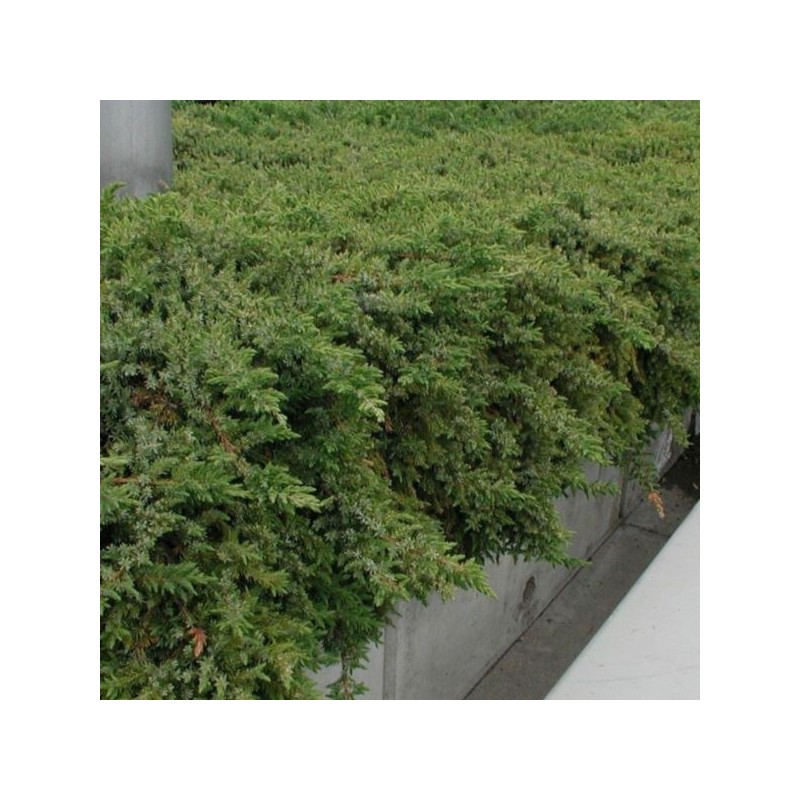 Juniperus conferta 'Emerald Sea'